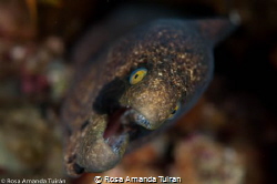 Eel from up close in the Aliwal Shoal Reef by Rosa Amanda Tuiran 